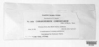 Camarosporium compositarum image